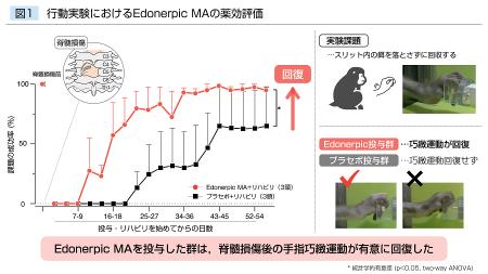 【横浜市立大学】脊髄損傷による麻痺からの回復utf-8