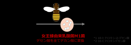 女王蜂由来乳酸菌M1菌でつくられる「発酵ローヤルゼリ