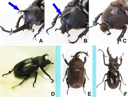 【国立科学博物館】「オスでもありメスでもある」カブ