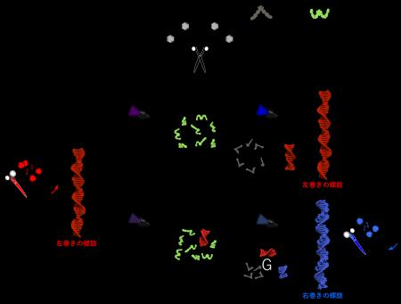 分子の自己集合過程における新たなメカニズムを解明！