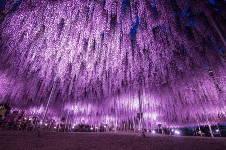 350本以上の藤の花と、5000株以上のツツジが咲き誇る