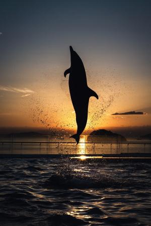 四国水族館で幻想的な夜の水族館『Nightscapeこがねい