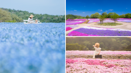 【広島／世羅】ネモフィラが見ごろを迎えています　芝