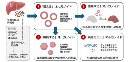 【慶應義塾】代謝機能を保持した肝細胞オルガノイドの