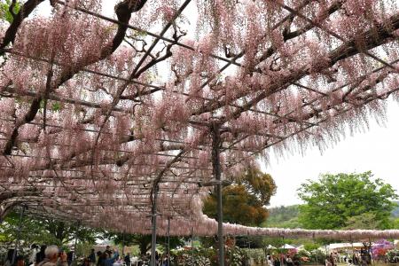 【開花速報】早咲きの「うす紅藤」が満開となりました
