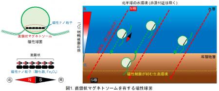世界で初めて非直鎖状マグネトソームを有する新utf-8