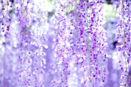 【樹齢850年の国指定天然記念物“熊野の長藤”】磐田市(