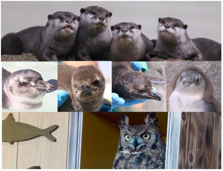 【仙台うみの杜水族館】開館10周年イヤーのGWを楽しも