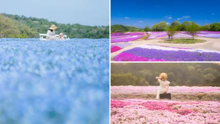 【広島／世羅】芝桜が見ごろを迎えています　芝桜とネ