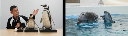 【神戸須磨シーワールド】飼育員が生きものを詳しく解
