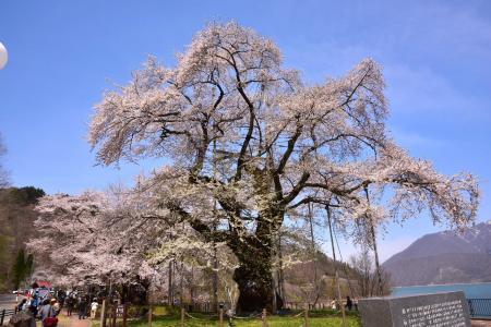 【飛騨高山・岐阜県高山市】荘川桜のライトアップが始