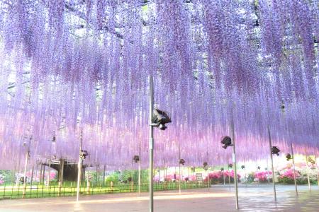 350本の藤が咲き誇り、百花繚乱の園内となっておりま