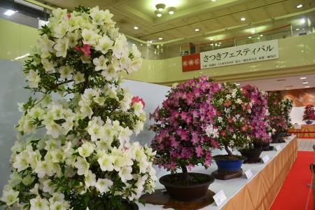 【東京都板橋区】百花繚乱！丹精込めて育てたさつきが