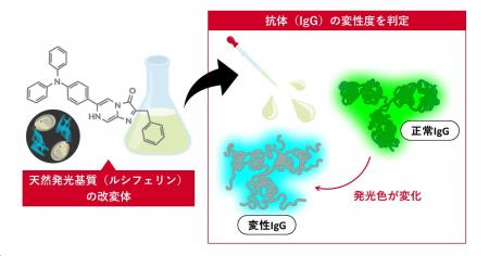 【慶應義塾】抗体の変性度を色で判定