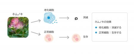 老化予防に関する研究を加速　ネムノキが老化細胞を取