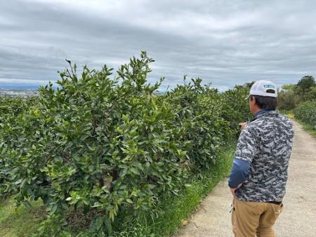 佐賀県のミカン農業法人が高温対策でスキーポンの実証