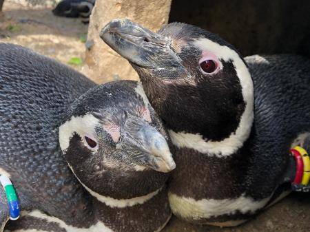 【上越市立水族博物館 うみがたり】繁殖シーズンに、