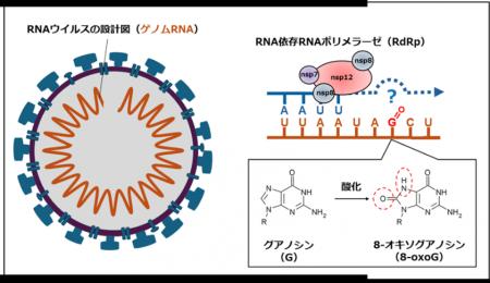 SARS-CoV-2のゲノム合成に対するRNA損傷の影響を解明