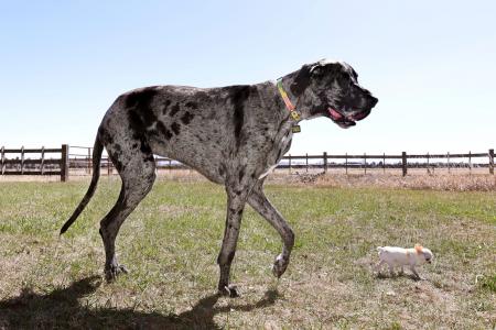 ギネス世界記録 最も背の高い犬と最も背の低い犬が初