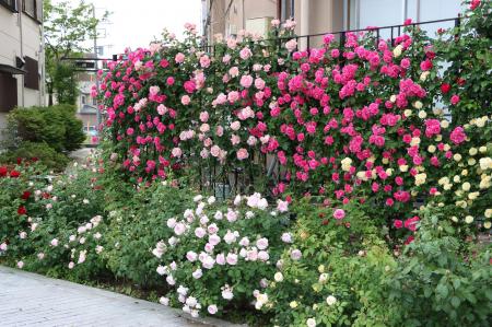 石和名湯館 糸柳、初の「薔薇の小道フェスタ 2025」を