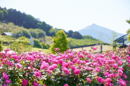 【いばらきフラワーパーク】春バラの開花！900品種が