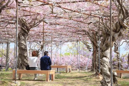 【広島／世羅】ふじが見ごろを迎えています　ふじとル