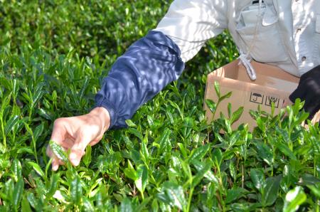 海の京都舞鶴、今年も5月1日に舞鶴茶の初摘みを実施！