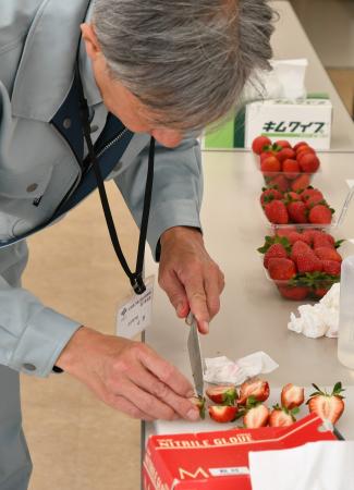 収穫の最盛期を迎えた露地イチゴの品評会を高槻市で開
