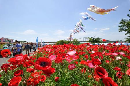 ポピーが咲き誇る花畑で出店イベント＆鬼怒川流utf-8