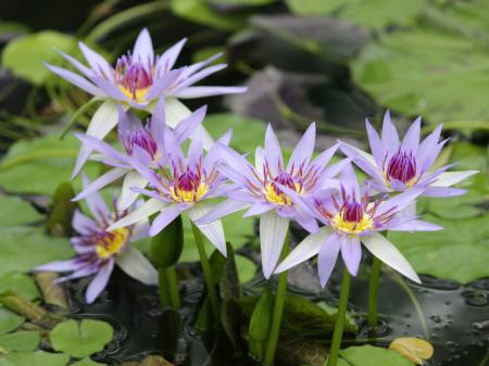初夏の訪れ・スイレンの花と絵画のような世界と香りを