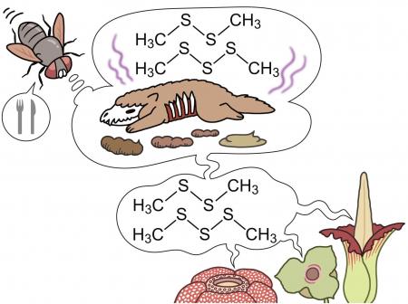 【国立科学博物館】あえて「臭く」進化した花たちのニ