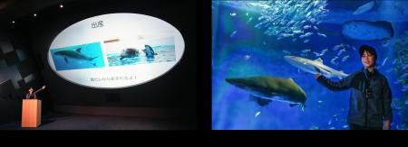 【神戸須磨シーワールド】イルカやサメについて学んで