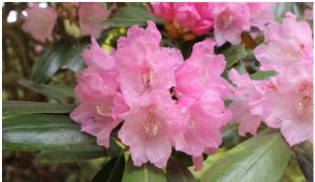 六甲高山植物園 ベストシーズン到来！花木の王様utf-8