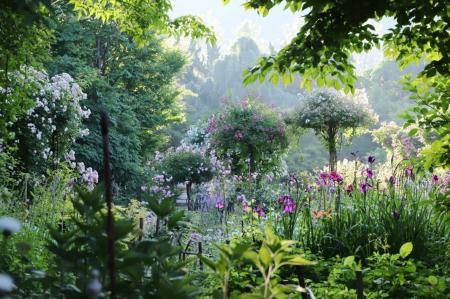 神秘的な朝バラが始まりを告げる！花と緑が奏でる湖国