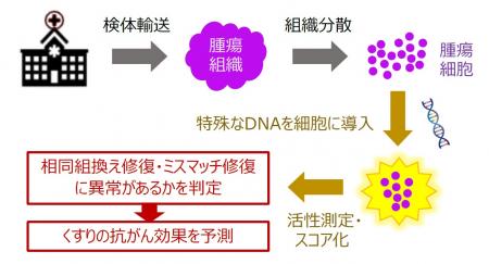 【横浜市立大学】がんのDNA修復異常を1日で検出