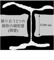 【東京農業大学（共同研究）】コケ植物が環境にutf-8