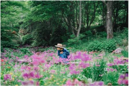 六甲高山植物園 花盛り！ 大群落の「クリンソウ」が見