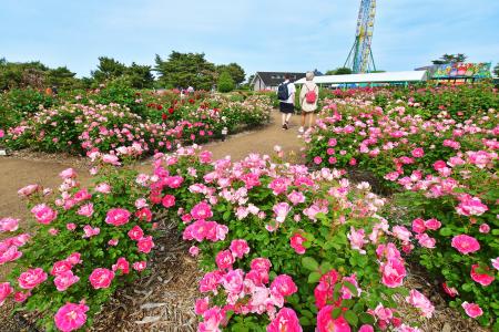 バラ まもなく見頃です（国営ひたち海浜公園）