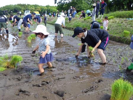 田植えから収穫まで「田んぼの学校」　そもそも知って