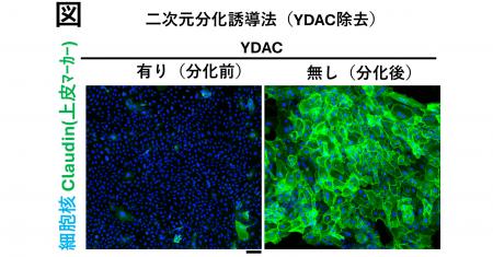 【学校法人 愛知医科大学】ヒト未熟細胞の新たな体外