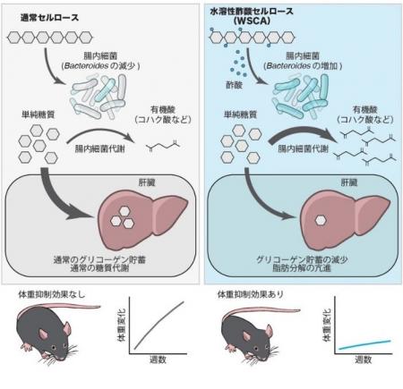 新規プレバイオティクスによる抗肥満作用の発見