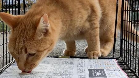 世界で一番猫にやさしい捕獲器「TORASUKE(トラスutf-8