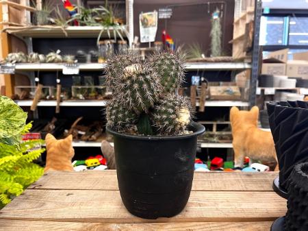 【愛知県西尾市×スタートアップ×JA西三河×観葉植物生