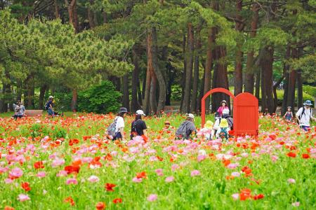 シャーレーポピー見頃です（国営ひたち海浜公園）