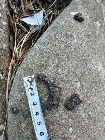 対馬でカワウソの生息を約５年ぶりに確認 ー 対utf-8