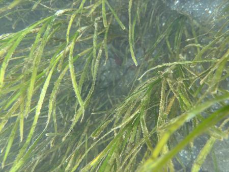 浜名湖のアサリ復活の鍵を握る海草「アマモ」見utf-8