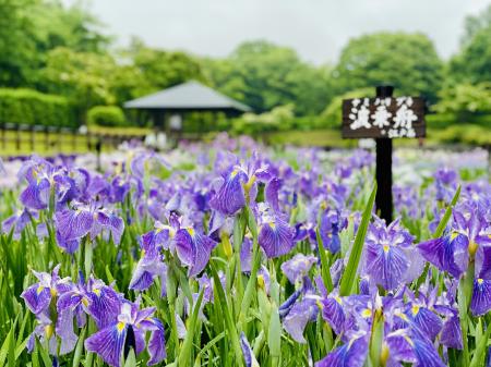 やまと花ごよみ2025「にぎわいマルシェin馬見花菖蒲」