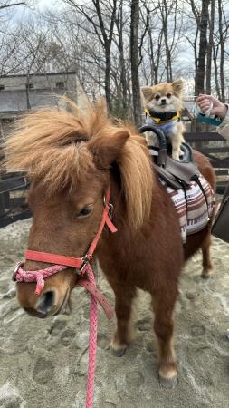 ＜愛犬がポニー乗馬体験！？＞ここでしかできなutf-8