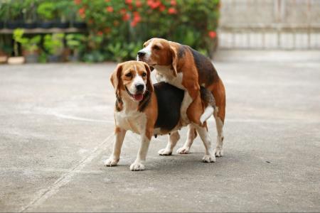 犬がマウンティングするのはなぜ？やめさせる方法も解