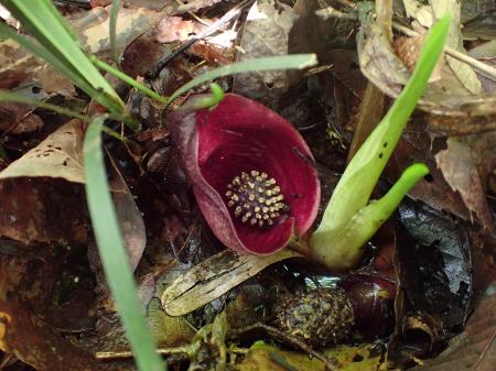 【入間市の貴重な開花情報】絶滅危惧種ヒメザゼンソウ